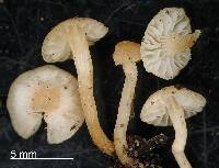 Marasmius palmivorus image