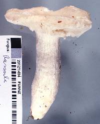 Russula purpureotincta image