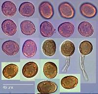 Puccinia polypogonobia image