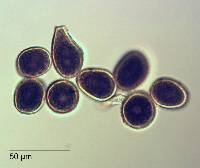 Aecidium celmisiae-discoloris image