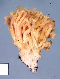 Ramaria anziana image