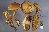 Suillus grevillei image