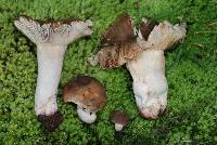 Russula vinaceocuticulata image