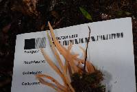 Clavaria phoenicea image