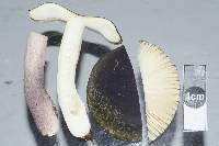 Russula atroviridis image