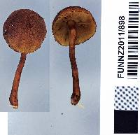 Gymnopilus ferruginosus image