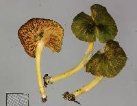 Entoloma viridomarginatum image