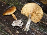 Gymnopilus allantopus image