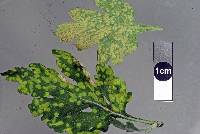 Puccinia horiana image