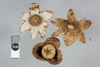 Geastrum rufescens image