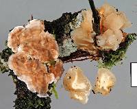 Tremella encephala image