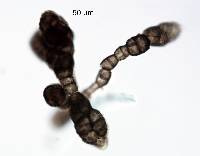 Trimmatostroma cordae image