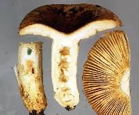 Russula acrolamellata image