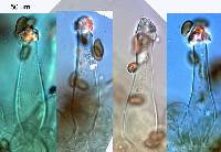 Inocybe brunneolutea image