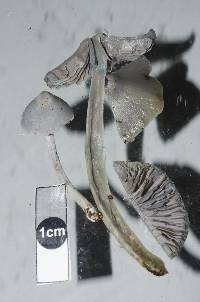 Entoloma canoconicum image