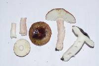 Russula pilocystidiata image