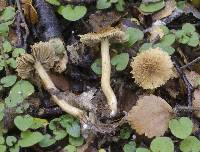 Inocybe brunneolutea image