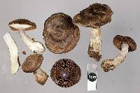 Cortinarius pholiotellus image