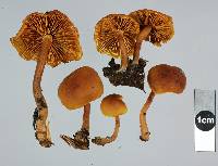 Gymnopilus austropicreus image