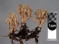 Ramaria perfluopunicea image