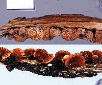 Chaetocalathus cocciformis image