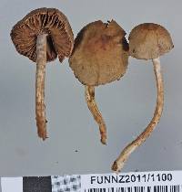 Cortinarius sclerophyllarum image