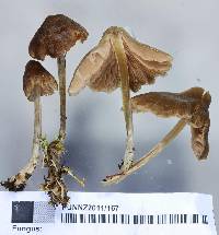 Entoloma translucidum image