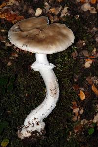 Amanita australis image