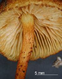 Gymnopilus ferruginosus image