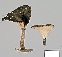 Polyporus dictyopus image