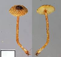 Lepiota calcarata image