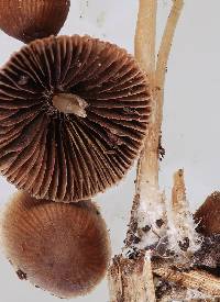 Psathyrella microrhiza image