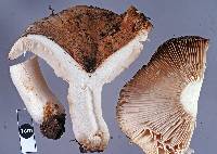 Russula allochroa image