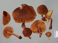 Gymnopilus austropicreus image