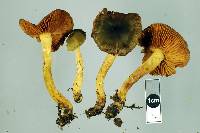 Dermocybe olivaceonigra image