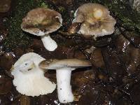 Russula umerensis image