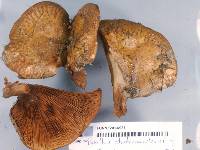 Paxillus cuprinus image