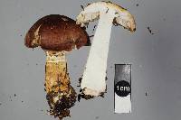 Agaricus horakianus image