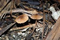 Entoloma aromaticum image