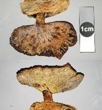 Polyporus nigrocristatus image
