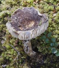 Lactarius sepiaceus image