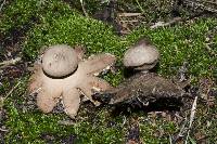 Geastrum setiferum image