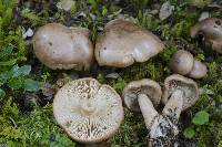 Tricholoma elegans image