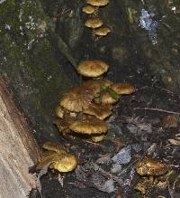 Pholiota subflammans image