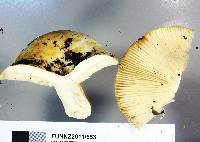 Russula australis image