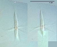Corollospora angusta image