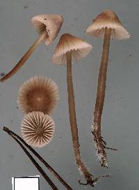 Mycena capillaripes image