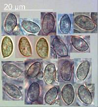 Crepidotus gilvidus image