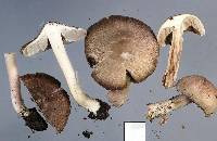 Inocybe sindonia image