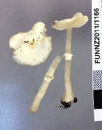 Leucoagaricus serenus image